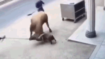 这是一只斗牛犬吧